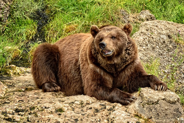 Niedzwiedź brunatny z zębami na wierzchu siedzi w parku miejskim